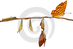 Isolated life cycle of common maplet Chersonesia risa butterf photo