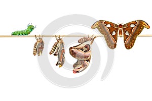 Isolated life cycle of female attacus atlas moth from caterpillar and cocoon on white