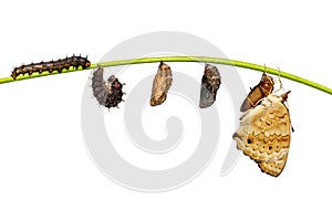 Isolated life cycle of female blue pansy butterfly Junonia ori