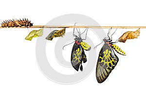 Isolated life cycle of female common birdwing butterfly