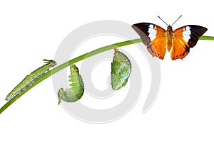 Isolated life cycle of Tawny Rajah butterfly on white