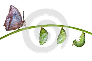 Isolated life cycle of Tawny Rajah butterfly on white