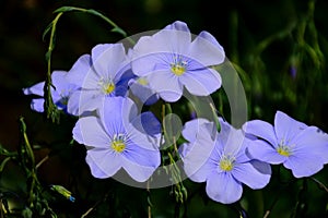 isolated light blue flax or linseed flower closeup. Linum usitatissimum. spring concept