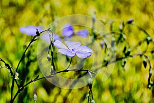 isolated light blue flax or linseed flower closeup. Linum usitatissimum. spring concept