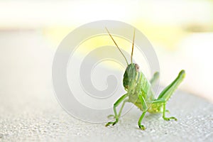 Isolated light green grasshopper white background