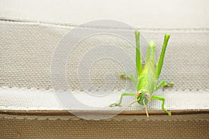 Isolated light green grasshopper white background