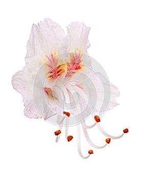 Isolated light pink chestnut flower