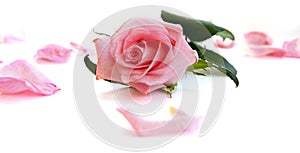 Isolated light pink rose flower and petals laying on white