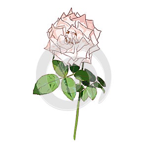 Isolated light pink rose with leaves on white background, flower vector, valentine symbol