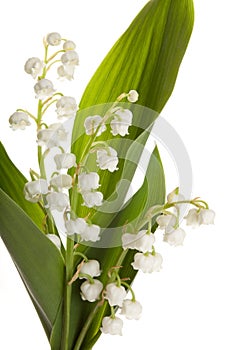 Isolated lilly of the valley