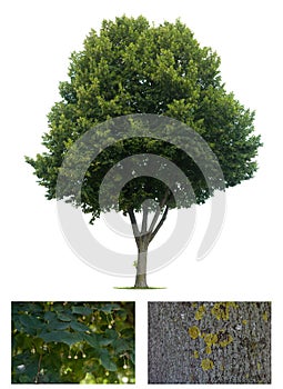 Isolated Linden tree