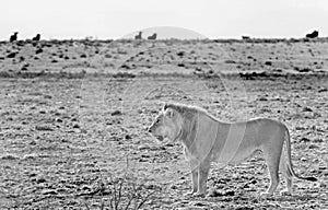 An isolated lion on the open plains in africa - in mono