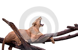 Isolated lion on white background, one female lion yawning on big brunch of a tree. Lazy lion is yawning while resting on a tree