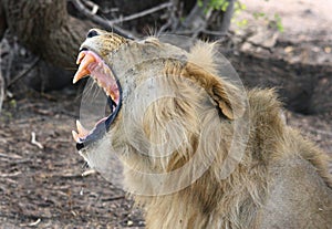 An isolated Lion yawning with large canine teeth