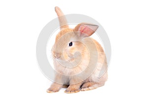 Isolated little brown adorable rabbit bunny on white background with some actions