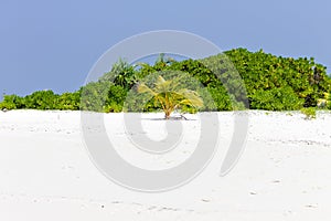 Isolated little palm tree on a desert island Maldives, Ari Atoll