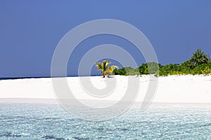 Isolated little palm on a white sand beach in Maldives Ari Atoll