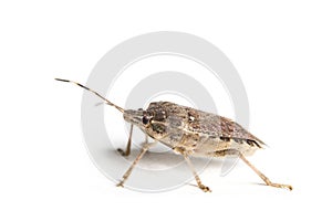 Isolated living brown marmorated stink bug