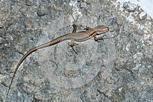 Isolated Lizard looking at you macro