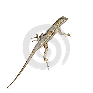 Isolated Lizard