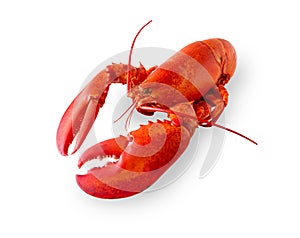 Isolated lobster on white