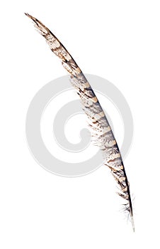 Isolated long black and brown pheasant feather