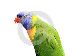 Isolated Lorikeet