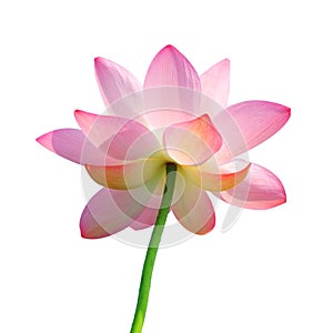 Isolated lotus