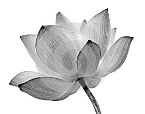 Isolated lotus