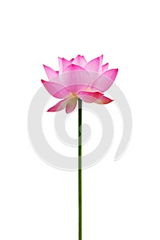 Isolated lotus flower