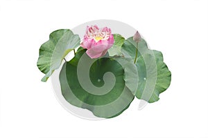 Isolated Lotus Flower