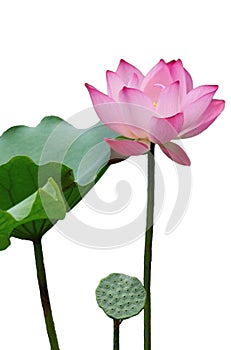 Isolated Lotus Flower in full bloom