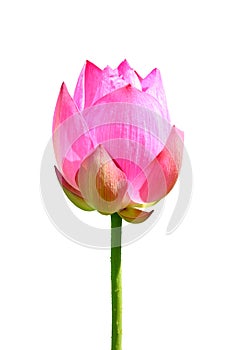 An isolated lotus flower 2