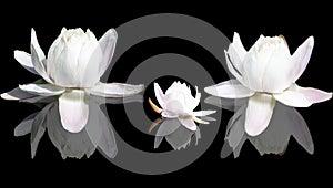 Isolated Lotus flowers