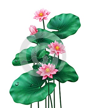 Isolated lotus leaves with flowers and bud