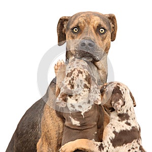 Isolated Louisiana Catahoula dog which is scared of parenting