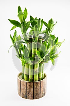 Isolated lucky bamboo plant