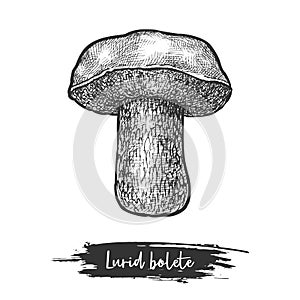 Isolated lurid bolete or forest mushroom sketching