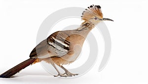 Isolated Lyre Bird on White