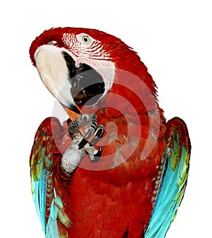 Isolated Macaw Parrot