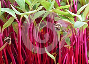 Isolated macro of beet microgreen, micro green spouts growing in my window garden photo