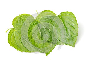 Isolated macro image of a Green Perilla leaf, also known as Green Shiso, Oba leaf or Beefsteak plant photo