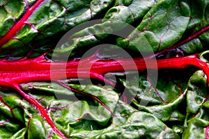 Isolated Macro of Red Swiss Chard Leaf