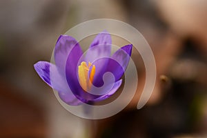 Isolated macro shot of a crocus