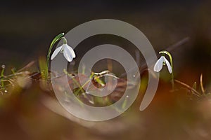 Isolated macro shot of a pair of snow drops