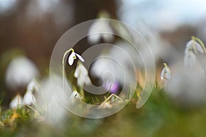 Isolated macro shot of a snowdrop