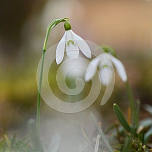 Isolated macro shot of a snowdrop