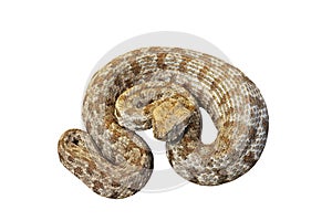 Isolated Macrovipera lebetina schweizeri