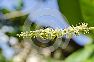 Isolated Malabar-almond Blossom