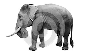 Isolated male asian elephant,